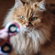 Even Cats Hate Fidget Spinners